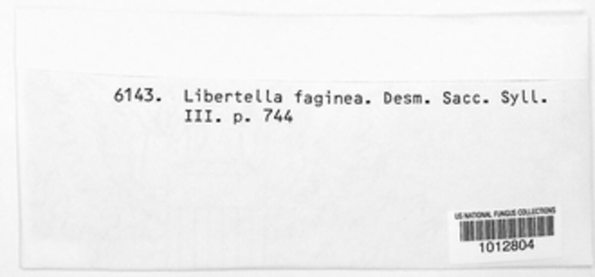 Libertella faginea image